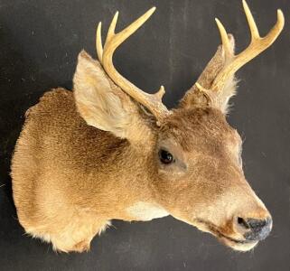 3x3 Point Taxidermy White Tail Deer Shoulder Mount