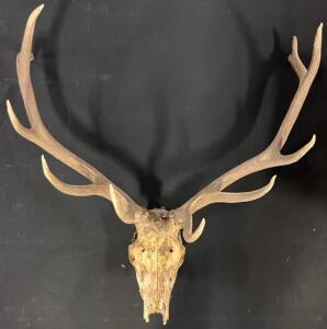 Large 6x5 Point Elk Antler Skull Mount