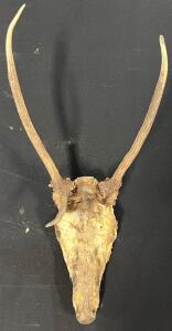 Large 1x2 Point Deer Antler Skull Mount