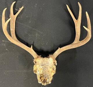 Large 4x4 Point Deer Antler Skull Mount