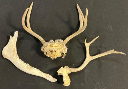 3x2 Point Deer Antler Skull Plate Mount, Single 3 Point Antler & Jawbone
