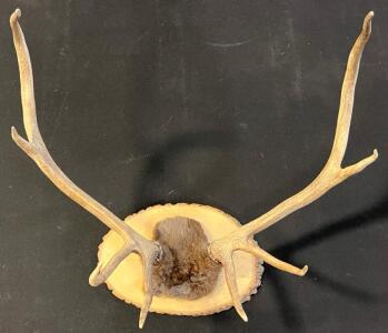 4x4 Point Elk Antler Mount On Wooden Plaque