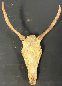Large 1x1 Deer Anlter Skull Mount