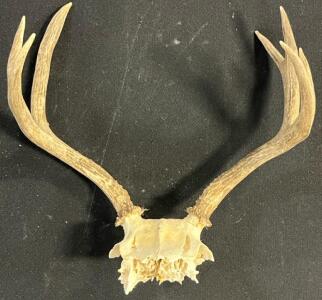 3x4 Point Deer Antler Skull Cap Mount