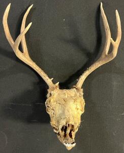 3x3 Point Deer Antler Skull Mount