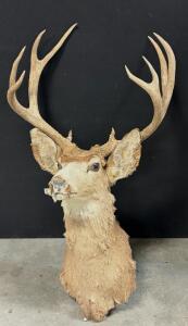 Mule Deer Shoulder Mount Taxidermy By Intermountain Outdoor Sports, 4x4 Antlers,