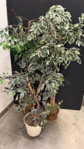Set of 3 Artificial Ficus Trees, 6ft Tall, Decorative Pots, Variegated & Green Leaf