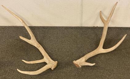 Pair Of Elk Antlers