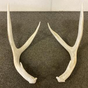 Matched Pair Of Naturally Shed White-Tailed Deer Antlers