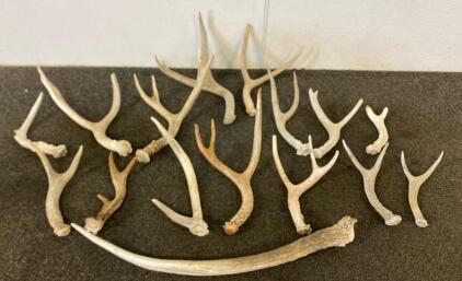 Various Naturally Shed Antlers And Bull Horn