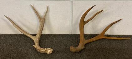 Pair Of Naturally Shed Deer Antlers