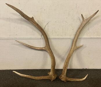 Pair Of Elk Antlers