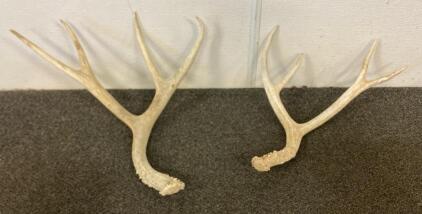 Pair Of Naturally Shed White-Tailed Deer Antlers
