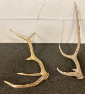 Pair Of Left Elk Antlers