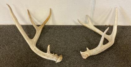 Pair Of Naturally Shed Deer Antlers