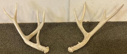 Pair Of Naturally Shed Deer Antlers