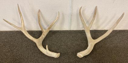 Pair Of Naturally Shed Deer Antlers