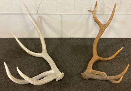 Large Pair Of Naturally Shed Elk Antlers
