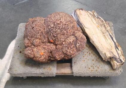 Large Petrified Wood Specimen and Jasper Nodule, Approx. 20 in, 60&ndash;100 lbs, Display-Grade Minerals