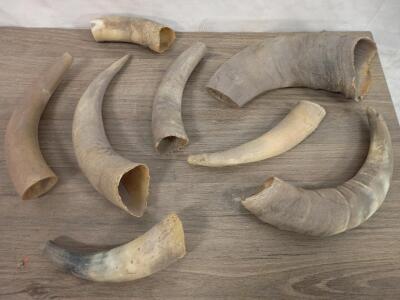 Set of 8 Natural Cattle/Ox Horns, Assorted Sizes, Unpolished, for Crafts, Display, Powder Horns