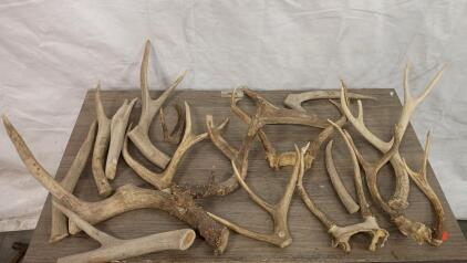 Whitetail Deer Antler Lot , Natural Shed, Mixed Craft & Chew Grade B/C, 8&ndash;22" Length, 12 lbs