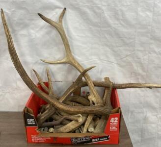 Various Sizes of Antlers