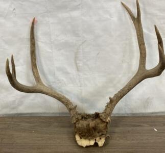 Whitetail Deer European Skull Mount, 8 Points, 18-20" Antler Spread 24+&rdquo; Wide
