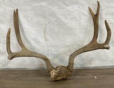 Large Deer Skull Plate Antler Mount, 8 Point, 22" Spread, 4x4- 24&rdquo; Wide