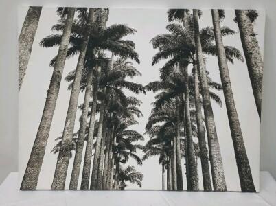 Black And White And White Canvas Print Depicting The "Rio De Janeiro Botanic Garden" 39 1/4" x 29 1/2"