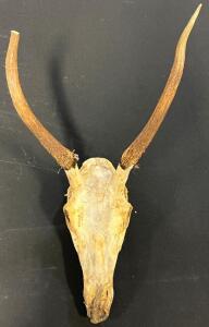 Large 1x1 Deer Antler Skull Mount
