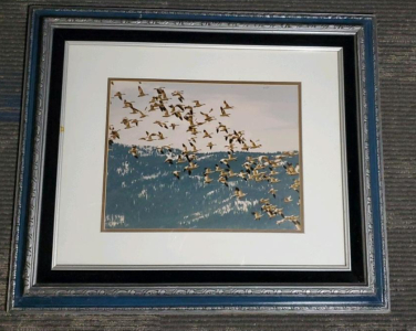 Framed Photograph of Birds in Flight, Approx. 24"x28" Frame, Dark Blue Frame