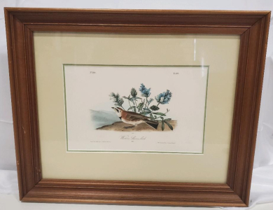 John James Audubon "Western Shore Lark" Framed Art Print, Plate 107, No. 100