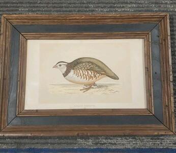 Framed Art Print: Barbary Partridge by John Gould, Print No. 175 12.25"x9"