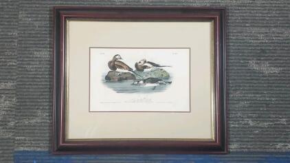 Audubon Long-tailed Duck Print, No. 32, Framed Lithograph by J.T. Bowen 16.5"x14"