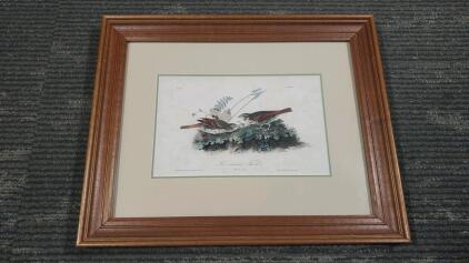 J.J. Audubon Fox-coloured Finch Pl.186 Framed Print 16.25"x 13.25"