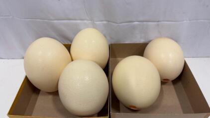 (5) Real Ostrich Egg 6" Tall Home Decor
