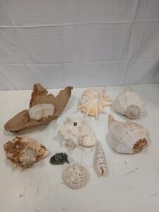 (6) Large Seashells