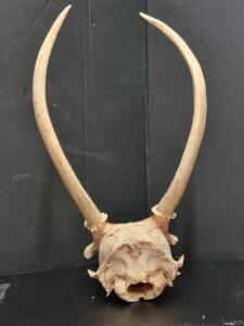 Deer Mount