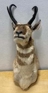 Pronghorn Antelope Shoulder Mount, Male, Owyhee Desert, 12&ndash;14" Horns, 32" Height