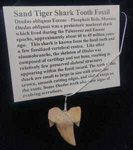 (1) Sand Tiger Shark Tooth Fossil Necklace