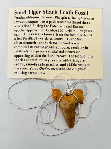 Otodus Obliquus Eocene Shark Tooth Fossil Pendant, Morocco, Wire-Wrapped, Necklace Included