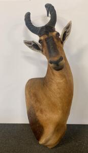 Red Hartebeest Shoulder Mount Taxidermy, 42"x20"x26", Approx 18-21" Horns, Wall Display