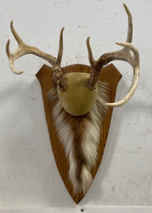 Mounted White Tail Antlers With Tail