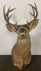 Whitetail Deer Shoulder Mount Taxidermy, 9-Point, 18" Antler Spread, Wall Decor