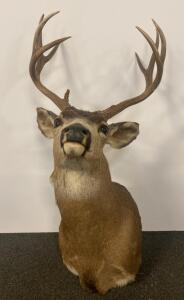 White-tailed Deer Shoulder Mount Taxidermy, 8-Point Antlers, 36"x18"x20", Plywood Backing