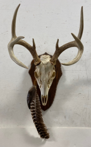 White Tail European Mount