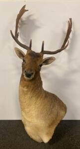 Fallow Deer Shoulder Mount Taxidermy, Large Palmate Antlers Approx. 24" Spread, 49" Tall