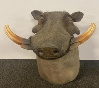 African Warthog Shoulder Mount Taxidermy, Large Curved Natural Tusks, Wall Display, Wood Back