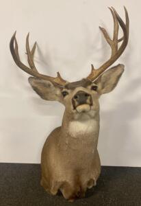 Large Mule Deer Shoulder Taxidermy Mount, 4x4 Antlers, Approx. 23-25" Spread, Upright Pose