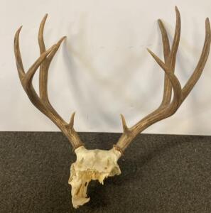 Whitetail Deer European Mount &ndash; 9 Point Antlers, 18" Spread, Partial Skull, No Hardware